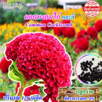 เมล็ดดอกไม้  ดอกหงอนไก่  Common Cockscomb (Chinese Wool Flower )120 เมล็ด คละสี เมล็ดคุณภาพ ซองเมล็ดดอกไม้