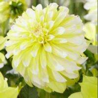 1 หัว/ออเดอร์ รักเร่ Dahlia Bulb สายพันธุ์ Hollyhill Lemon Ice หัวรักเร่ ดอกไม้ หัวหน่อ เหง้า นำเข้า เนเธอร์แลน หัวสดใหม่