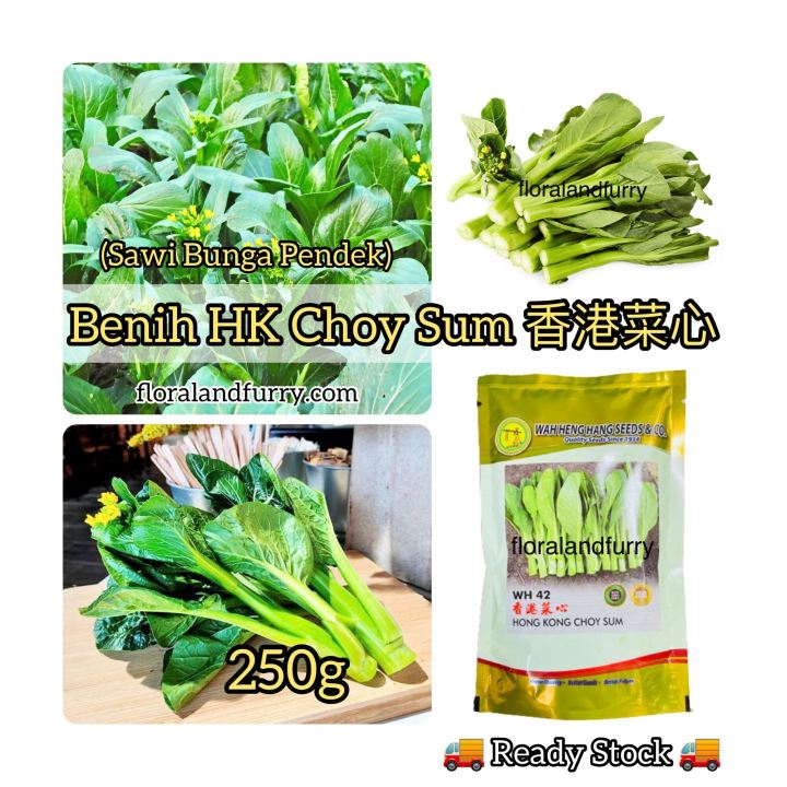 250g Wh42 Hong Kong Choy Sum Seeds 香港菜心 Biji Benih Sawi Bunga Pendek Biji Benih Sayur Sayuran