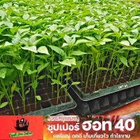 [?แถมฟรี 3ต้น?] ต้นกล้า พริกซุปเปอร์ฮอท40 พริกขี้หนูลูกผสม ต้นกล้าผักสวน 30 ต้น เบี้ยพริก