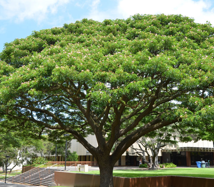 100-เมล็ด-เมล็ดพันธุ์-จามจุรี-rain-tree-seed-ต้นก้ามปู-ฉำฉา-หรือ-ต้นจามจุรี-ไม้ใหญ่-โตเร็ว-ฝักแก่-samanea-saman-jacq