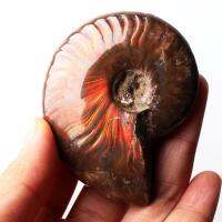 1ชิ้นที่มีคุณภาพสูงธรรมชาติสีแดงไฟ Ammonite ฟอสซิลทะเลเชลล์คอลเลกชันแร่ตัวอย่างรักษาหินของขวัญ