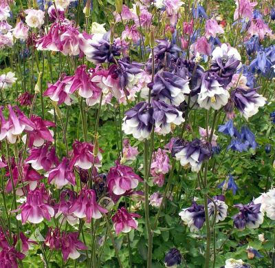 เมล็ดพันธุ์ โคลัมไบน์ aquilegia vulgaris var. stellata columbine barlow 50 เมล็ด เมล็ดพันธุ์นำเข้าจาก อังกฤษ