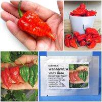 HOT สุด เมล็ดพันธุ์ พริกดอร์เซท นากา (Dorset Naga Pepper Seed) บรรจุ 10 เมล็ด คุณภาพดี ถูก สุดคุ้ม