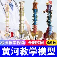 Human spine model 1:1 adult bonesetting practice cervical lumbar spine model human body skeleton model frame