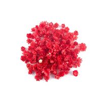 ；‘。、’ New 100/500Pcs Real Dried Flowers Diy Epoxy Resin Candle Making Jewellery Decor Party