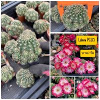 (จัดโปร) แคคตัส Cactus กระบองเพชร พันธุ์โลบิเวีย(Lobivia)รหัสสีใหม่ล่าสุด PCL15 ลดราคา ต้นไม้ ต้นไม้มงคล ต้นไม้ฟอกอากาศ ไม้ด่าง