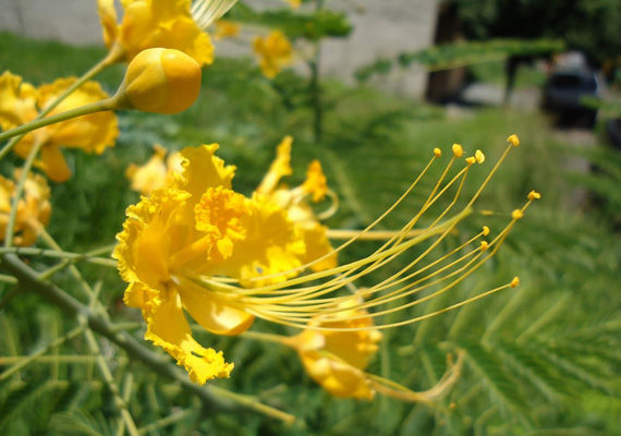 เมล็ดพันธุ์หางนกยูงไทย-peacock-flower-จากบ้านสวน-ไม่ตัดต่อพันธุกรรมเก็บเมล็ดปลูกต่อได้ซองละ-25-บาท