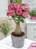 10 เมล็ด เมล็ดพันธุ์ ชวนชม สายพันธุ์ไต้หวัน ดอกสีชมพู Adenium Seeds กุหลาบทะเลทราย Desert Rose ราชินีบอนไซ อัตรางอก 80-90% มีคู่มือปลูก