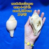 สังข์ตายในทะเล ขนาด 4-4.5 นิ้วของแม่กำไล