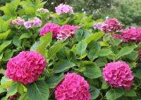 20 เมล็ด เมล็ดไฮเดรนเจีย Hydrangea Seed  สีชมพูบานเย็น ไฮเดรนเยียสายพันธุ์ฝรั่งเศส   อัตราการงอก 70-80% มีคู่มือปลูก