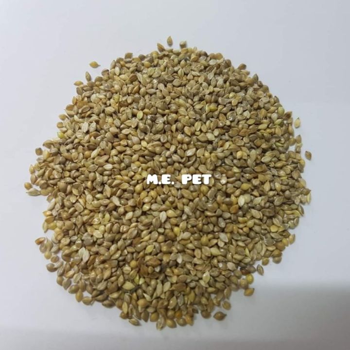 pro-โปรแน่น-manitoba-มิลเล็ตญี่ปุ่น-japanese-millet-สำหรับนก-แบ่งขาย-1-กิโล-ราคาสุดคุ้ม-อาหาร-นก-อาหารนกหัวจุก-อาหารนกแก้ว-อาหารหงส์หยก