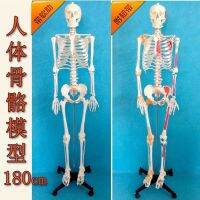 Human bone 85 bonesetting cm170cm model teaching medical fine arts body spinal model can remove the small white