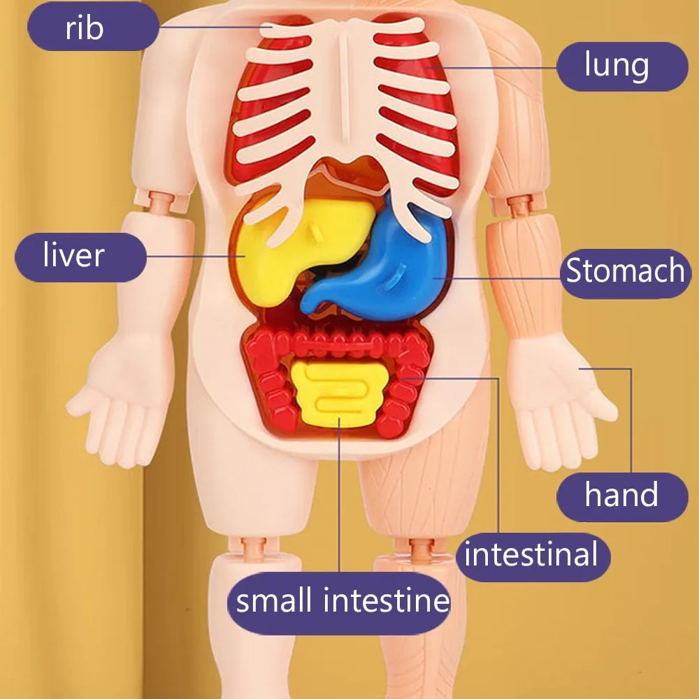 Mô hình 3d miễn phí giải phẫu cơ thể người nam  Obj  Open3dModel
