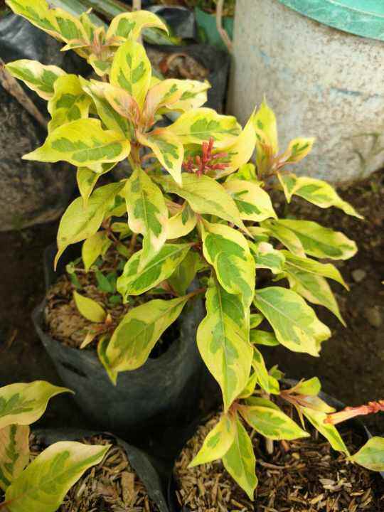 Variegated Don Manuel Plants Real or Live Plants Outdoor and for