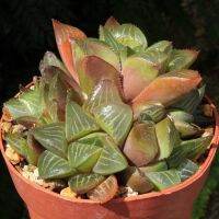 ( Pro+++ ) (chuntl)Haworthia retusa v. mutica ฮาเวิอร์เทีย เรตูซ่า หรือ มูติก้า หรือ ฮาเวิอร์เทียกุหลาบแก้ว ไลทอป Lithops แคคตัส ราคาคุ้มค่า พรรณ ไม้ น้ำ พรรณ ไม้ ทุก ชนิด พรรณ ไม้ น้ำ สวยงาม พรรณ ไม้ มงคล