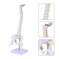 1ชิ้น45เซนติเมตรมนุษย์กระดูกสันหลังรุ่นมนุษย์กระดูก Tailbone กระดูกเชิงกรานรุ่นสำหรับการฝึกอบรมกระดูกสันหลังรุ่นสำหรับนักเรียนการศึกษา