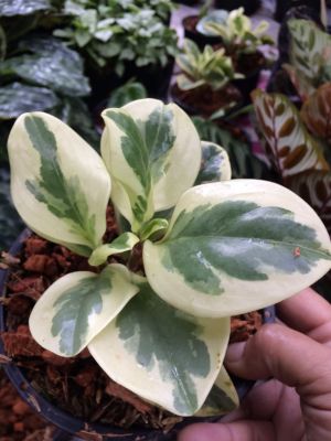 เปปเปอร์โรเมียด่าง Peperomia obtusifolia (L.) F.Dietr ไม้ประดับ ไม้ล้มลุกอวบน้ำ ไม้ฟอกอากาศ เลี้ยงง่าย ชอบแดดรำไร น้ำปากลาง กระถาง5นิ้ว