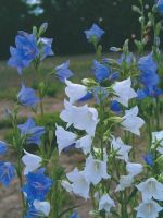 เมล็ดพันธุ์ Campanula persicifolia peach bellflower 200 เมล็ด เมล็ดพันธุ์นำเข้าจาก อังกฤษ เมล็ดเพาะปลูก