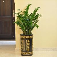 [COD] Money tree potted seedling money string lucky plant indoor flower green fortune living room big