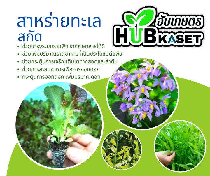 แซดไฮมิค120-1ลิตร-สารฮิวมิคแอซิด-ปรับปรุงดิน-เร่งราก-แตกกอ