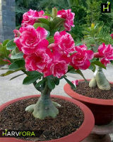 10 เมล็ดพันธุ์ ชวนชม สายพันธุ์ไต้หวัน สีชมพู Adenium Seeds กุหลาบทะเลทราย Desert Rose ราชินีบอนไซ มีคู่มือปลูก นำเข้าจากไต้หวัน