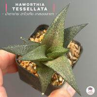 ฮาโวเทีย ม้าตาข่าย เทสเซลลาตา Haworthia tessellata ไม้อวบน้ำ กุหลาบหิน cactus&amp;succulentหลากหลายสายพันธุ์