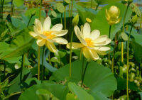 5 เมล็ดพันธุ์ บัว สายพันธุ์ American Lotus (Nelumbo Lutea) สีเหลือง นำเข้าจาก อเมริกา เพาะปลูกและเก็บเมล็ดในไทย ขยายพันธุ์ในไทยได้ ทนสภาพอากาศ