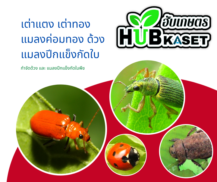 ฟิโพรนิล-ตราไก่เกษตร-1ลิตร-ฟิโพรนิล-ป้องกันและกำจัดเพลี้ย-หนอน-ด้วง-ไร