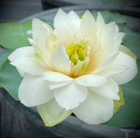 5 เมล็ด บัวนอก บัวนำเข้า บัวสายพันธุ์ Diamond Dust White Lotus สีขาว สวยงาม ปลูกในสภาพอากาศประเทศไทยได้ ขยายพันธุ์ง่าย เมล็ดสด