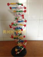 DNA structure model of the double helix structure of the large high school biology teaching instrument