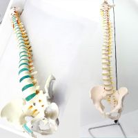 85 cm can bend the human body vertebra spine with pelvic model is ridge with teaching demonstration bone joints