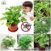 HOT** เมล็ดยากันยุง Mosquito Repelling Grass Seeds Mozzie Buster Flower Seeds ไม้ประดับ (บรรจุ 100 เมล็ด - Seeds for planting) ส่งด่วน พรรณ ไม้ น้ำ พรรณ ไม้ ทุก ชนิด พรรณ ไม้ น้ำ สวยงาม พรรณ ไม้ มงคล