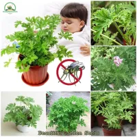 ( Promotion+++) คุ้มที่สุด เมล็ดยากันยุง Mosquito Repelling Grass Seeds Mozzie Buster Flower Seeds ไม้ประดับ (บรรจุ 100 เมล็ด - Seeds for planting) ราคาดี พรรณ ไม้ น้ำ พรรณ ไม้ ทุก ชนิด พรรณ ไม้ น้ำ สวยงาม พรรณ ไม้ มงคล