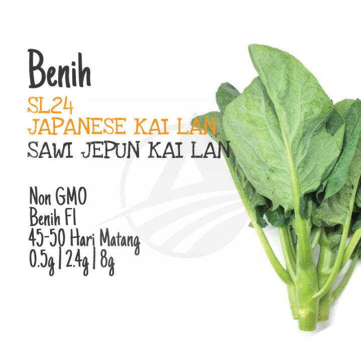 BENIH Kailan Jepun Japanese Kale Seeds Lazada