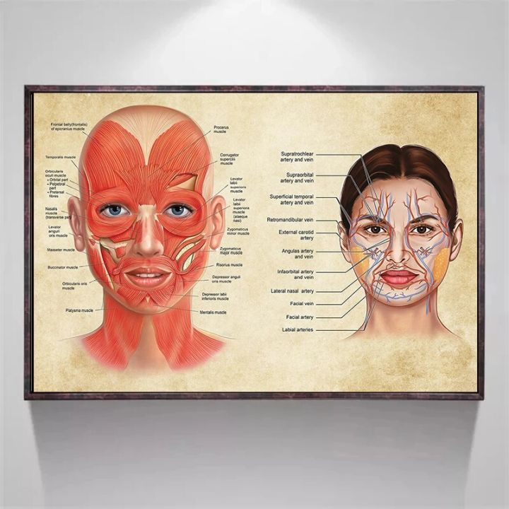 Face Anatomy Poster Facial Muscles and Veins Skin Beauty Massage ...