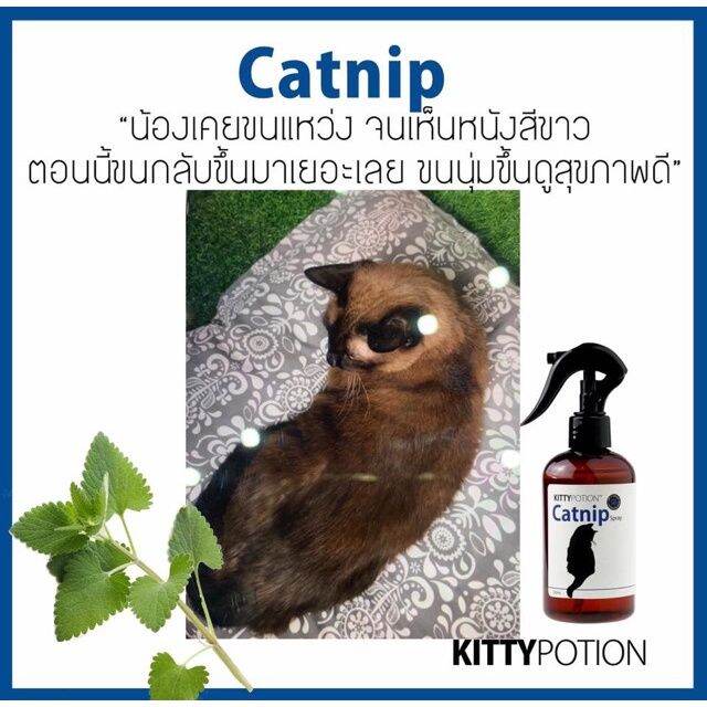 kitty-potion-catnip-spray-สเปรย์ทำความสะอาด-สำหรับแมว-สูตรออร์แกนิค-250ml