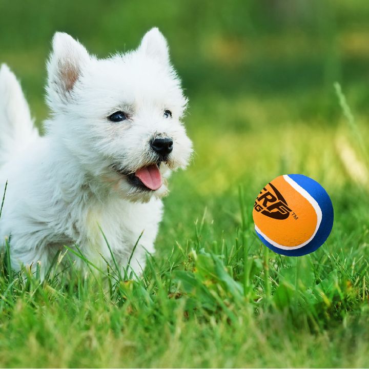 nerf-dog-เนิร์ฟด็อก-led-tpr-sonic-squeak-tennis-ball-2-5-in-ลูกเทนนิส-และ-ลูกบอลเรืองแสง-บีบมีเสียง-ของเล่นสุนัข