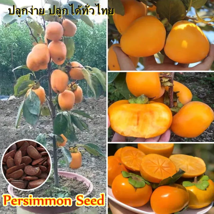 【อัตรางอกสูง】35 ชิ้น/ถุง ปลูกง่าย Persimmon Seed ต้นไม้ผลกินได้ Bonsai