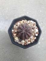 กระบองเพชร Neoporteria curvispina นีโอพอร์ทีเรีย เคอวิสไปน่า