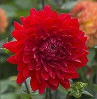 รักเร่ Dahlia สายพันธุ์ GARDEN WONDER 1 เหง้า/ออเดอร์ หัวรักเร่ ดอกไม้ หัวหน่อ เหง้า นำเข้า เนเธอร์แลน หัวสดใหม่