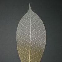โครงใบไม้ ใบยาง สี Natural/Gold Metallic (Standard Rubber Skeleton Leaves)