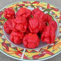 เมล็ดพันธุ์ พริกตรินิแดด สกอร์เปี้ยน มอรูก้า (Trinidad Scorpion Moruga Pepper Seed) บรรจุ 10 เมล็ด คุณภาพดี ของแท้ 100%