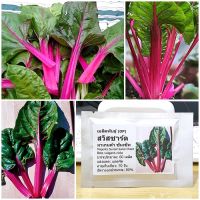 เมล็ดพันธุ์ สวิสชาร์ด มาเกนต้า ซันเซ็ท (Magenta Sunset Swiss Chard Seed) 60 เมล็ด คุณภาพดี ราคาถูก ของแท้