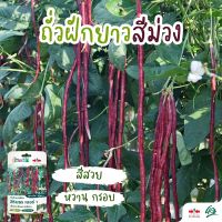 ใหม่! เมล็ดถั่วฝักยาวสีม่วง สิรินธร เบอร์1 ตราศรแดง ปริมาณ100เมล็ด เมล็ดพันธุ์พระราชทาน ซองฉลาดจันกะผัก เมล็ดพันธุ์ถั่วฝักยาว