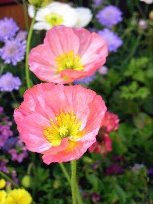 เมล็ดพันธุ์ ไอซ์แลนด์ป็อปปี้ papaver nudicaule iceland poppy 1000 เมล็ด เมล็ดพันธุ์นำเข้าจาก อังกฤษ