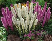 เมล็ดพันธุ์ Garden Seeds ลิอะทริส liatris spicata gayfeather 300 เมล็ด เมล็ดพันธุ์ Garden Seedsนำเข้าจาก อังกฤษ