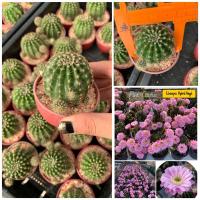 ( Pro+++ )++ แคคตัส Cactus เพชร พันธุ์อิชินอปซิส (Echinopsis) รหัสสี ไฮบริด แองเจิ้ล ดอกหอม ราคาดี ต้นไม้ ฟอก อากาศ กระถาง ต้นไม้ ไม้ ประดับ ต้นไม้ ปลูก ใน บ้าน