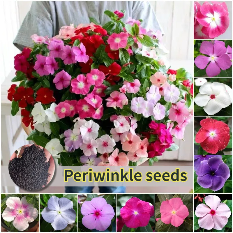 [High Quality Easy To Grow Seeds] 35pcs Potted Vinca Seeds Assorted Mix