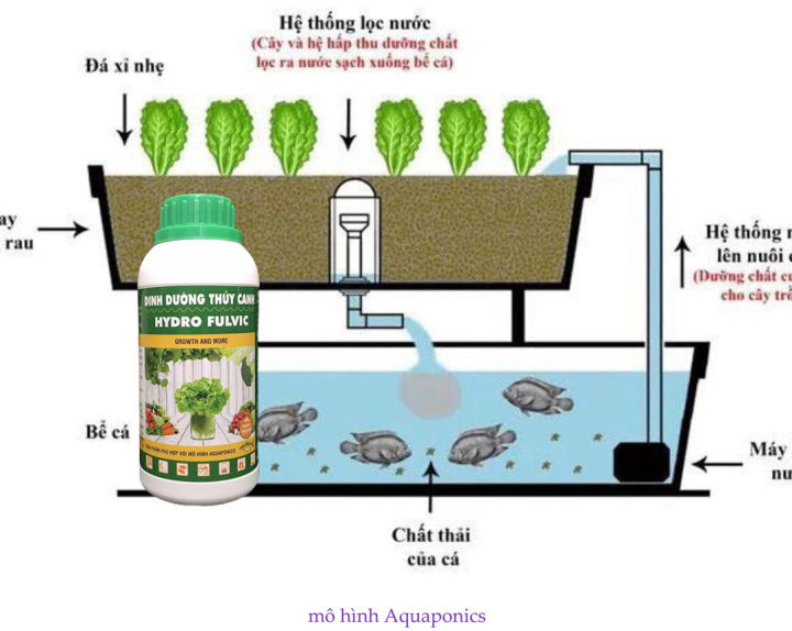 Mô hình Aquaponics gia đình  lắp đặt nhanh chóng hiệu quả